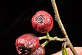 Fruit of Mida salicifolia