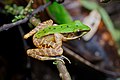 53 Odorrana chloronota, Green odorous frog - Doi Phu Kha National Park (48563173517) uploaded by Christian Ferrer, nominated by Christian Ferrer,  24,  0,  0