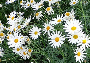 Grmasta marjeta (Argyranthemum frutescens)