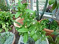 Etrog plants in nursery