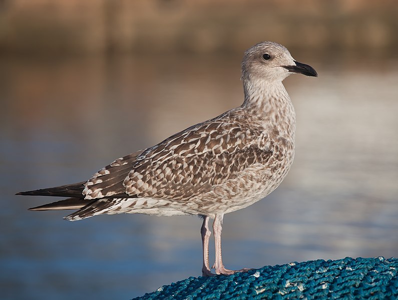 File:Gaivota - Portosín-5.jpg