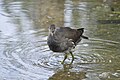 Gallinella d' acqua