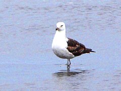 Birds in Puerto Montt coast 3.JPG