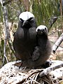 Oiseaux à plumage noir et au-dessus de la tête blanc sur un nid