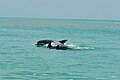 Bottlenose dolphins off the Yucatan Peninsula, Mexico