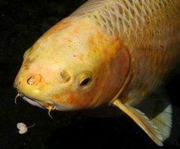 Karpis (Cyprinus carpio)