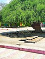 Image 56Neem tree at Sant Nenuram Ashram (from Trees of Pakistan)