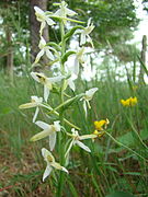 Weiße Waldhyazinthe im Wald bei Müden (Örtze)