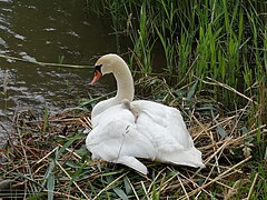 2020-06-10 152123 CLT-L29 - CH Schwan mit Jungem, Altenrhein.jpg