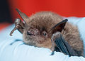 Myotis yumanensis