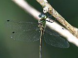 Female detail