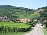 Vignoble d'Alsace (février – mai 2011).