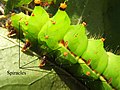 Image 21Indian moon moth (Actias selene) with some of the spiracles identified (from Respiratory system of insects)