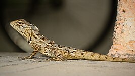 A female Calotes at Pune, India.