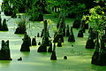 Cypress Gardens Cypress Knees