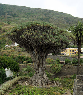 Dragoeiro milenário, símbolo de Icod de los Vinos