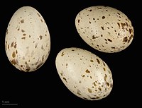 Eggs preserved in the MHNT