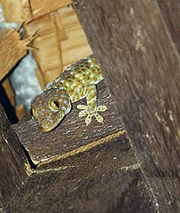 Koh Phangan, gekko