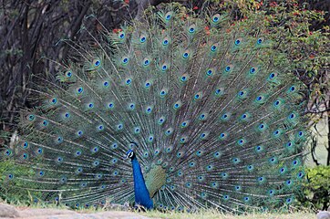 Indian peacock