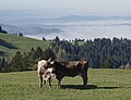 Aussicht vom Kaien auf die Stadt St. Gallen im Nebelmeer