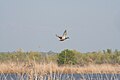 Hembra de ánade real (Anas platyrhynchos) volando encima del río Tajo en término municipal de Las Herencias (TOLEDO).