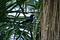 Yellow-legged thrush