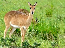 Femia (Ambos os dous no Parque Nacional das Cataratas Murchison, Uganda)