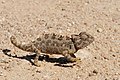 Image 18Namaqua chameleon