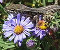 Image 10Cape skink - Trachylepis capensis. Close-up on purple Aster flowers.