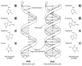 Difference between RNA and DNA in BW