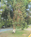 Eucalyptus in a local Hermosillo park.