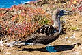 * Nomination Blue-footed booby (Sula nebouxii), Punta Pitt, San Cristobal Island, Galapagos Islands, Ecuador --Poco a poco 13:12, 30 April 2017 (UTC) * Promotion would be QI if over-exposure on head and beak sorted. Charlesjsharp 08:13, 1 May 2017 (UTC)  New version Poco a poco 19:50, 2 May 2017 (UTC). Good now. Charlesjsharp 11:26, 3 May 2017 (UTC)