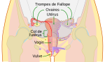 Dessin schématique du système reproducteur féminin, avec des indications pour localiser le vagin, le col de l'utérus, l'utérus, les ovaires et les trompes de Fallope.