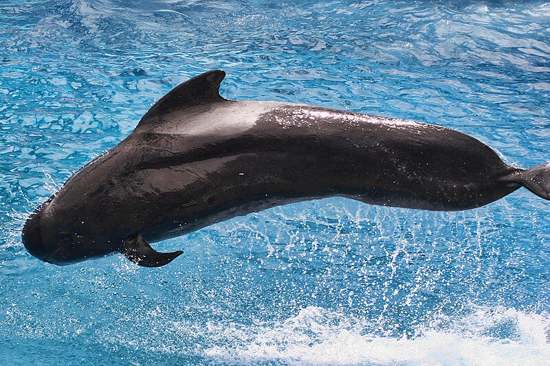 File:Short-finned Pilot Whale (8803755896).jpg