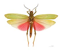 Titanacris picticrus- Guyane