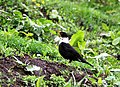 White-collared blackbird