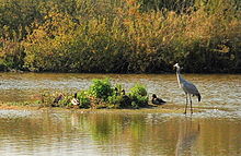 Marquenterre 25-09-2008 11-47-08.JPG