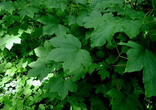 Ær (Acer pseudoplatanus).