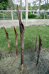 Amorphophallus rivieri