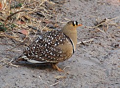 Ganga bicinta (Pterocles bicinctus)