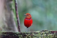 Photo of bright red bird with oranger face and blue necklace standing on a log