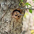 Northern flicker guarding its nest cavity