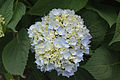 Hydrangea macrophylla 'Endless Summer'