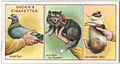 How to Hold Pets (Ogden's Cigarettes 1903–1917)