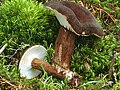 Lactarius ligniotus