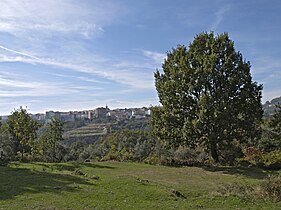 Roble (Quercus pyrenaica)