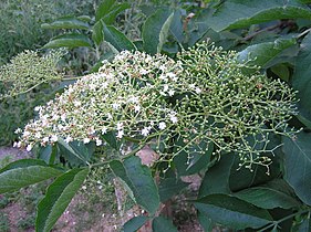 Flowers and green fruit