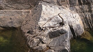 Snake at Narmada river.jpg