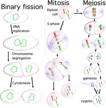 Мітоз та Мейоз. (бінарний поділ відбувається в клітинах прокаріотів і не стосується клітинного ядра)