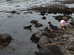 Tidal pool with dog and children at Ballyvaughan - geograph.org.uk - 1942644.jpg